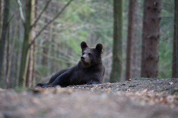 The young Broown Bear, Ursus arctos is looking what to do. The young Brown Bear is lying in the forest. In the background are trees, typical Nordic environment.