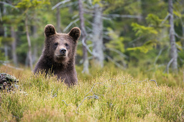 The young Broown Bear, Ursus arctos is looking what to do. Sitting young brown bear in green heather. In the backgroun are trees, typipcal Nordic environment.