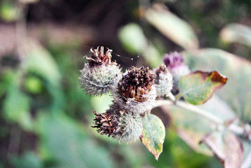Arctium lappa (greater burdock, gobō, edible burdock, lappa, beggar's buttons, thorny burr, happy major) plant blooming, close up detail top view on soft blurry background