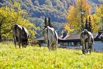 3 vacas em linha - 233284413