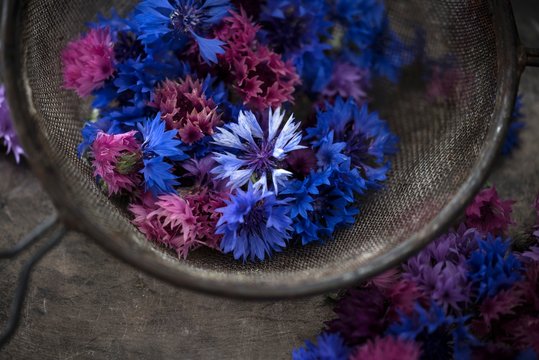 Edible cornflowers (Cyanus segetum) of various colours