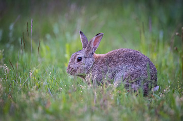 Naklejka na ściany i meble European Rabbit, Oryctolagus cuniculus is sitting in the grass during the sunset, nice meadow background, Czechia..