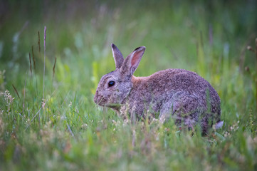 European Rabbit, Oryctolagus cuniculus is sitting in the grass during the sunset, nice meadow background, Czechia..