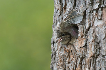 Eurasian Wryneck, Jynx torquilla is just leaving its nest in the nice green background, during their nesting season, golden light picture, Czech Republic