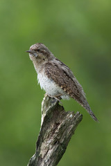 Eurasian Wryneck, Jynx torquilla is perched on the top of the stick in the nice green background, it is near his nest during their nesting season, golden light picture, Czech Republic