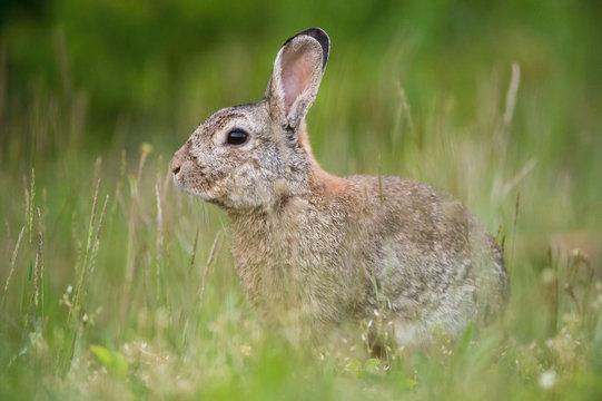 European Rabbit, Oryctolagus cuniculus is sitting in the grass during the sunset, nice meadow background, Czechia..