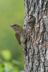 Eurasian Wryneck, Jynx torquilla is feeding its chicks in the nice green background, it is at its nest during their nesting season, golden light picture, Czech Republic