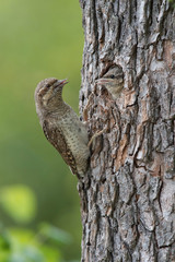 Eurasian Wryneck, Jynx torquilla is feeding its chicks in the nice green background, it is at its nest during their nesting season, golden light picture, Czech Republic