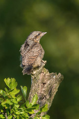 Eurasian Wryneck, Jynx torquilla is perched on the top of the stick in the nice green background, it is near his nest during their nesting season, golden light picture, Czech Republic