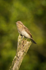 Eurasian Wryneck, Jynx torquilla is perched on the top of the stick in the nice green background, it is near his nest during their nesting season, golden light picture, Czech Republic