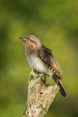 Eurasian Wryneck, Jynx torquilla is perched on the top of the stick in the nice green background, it is near his nest during their nesting season, golden light picture, Czech Republic