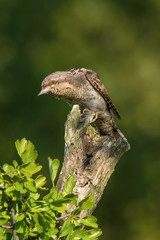 Eurasian Wryneck, Jynx torquilla is perched on the top of the stick in the nice green background, it is near his nest during their nesting season, golden light picture, Czech Republic
