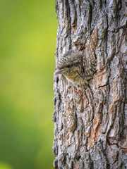 Eurasian Wryneck, Jynx torquilla is just leaving its nest in the nice green background, during their nesting season, golden light picture, Czech Republic © Petr Šimon