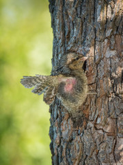 Obraz premium Eurasian Wryneck, Jynx torquilla is just leaving its nest in the nice green background, during their nesting season, golden light picture, Czech Republic