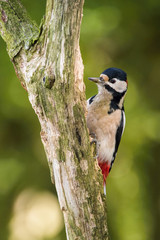 The Great Spotted Woodpecker, Dendrocopos major is sitting on the branch of tree, somewhere in the forest, colorful background and nice soft light ..