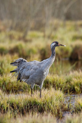 The Common Crane, Grus grus is standing in the typical environment near the Lake Hornborga, Sweden..