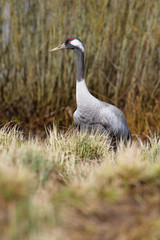 Fototapeta premium The&nbsp;Common Crane,&nbsp;Grus grus is standing in the typical environment near the Lake Hornborga, Sweden..