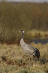 The Common Crane, Grus grus is standing in the typical environment near the Lake Hornborga, Sweden..