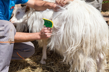 cachemire Goats cashmere. kashmir goat wool genuine, combed and not. Animal hair worsted wool with...