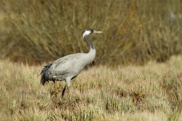 The Common Crane, Grus grus is standing in the typical environment near the Lake Hornborga, Sweden..