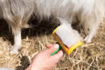 cachemire Goats cashmere. kashmir goat wool genuine, combed and not. Animal hair worsted wool with...
