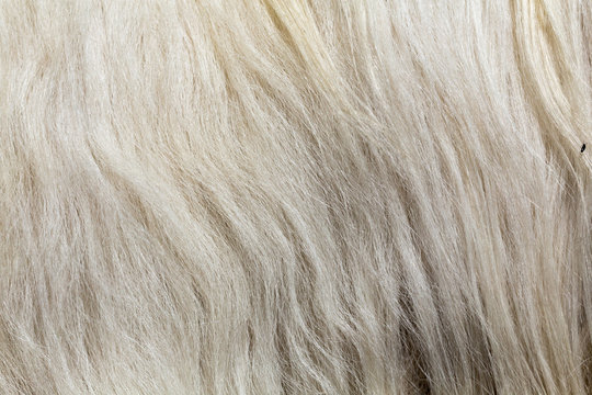 cachemire Goats cashmere. kashmir goat wool genuine, combed and not. Animal hair worsted wool with brush and comb