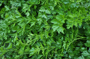 Leaf parsley grows in open ground