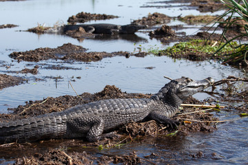 Dark alligators (Caiman yacare) in Esteros del Ibera, Argentina.