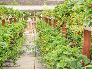 Fototapeta na wymiar Organic strawberry growing on hydroponic farm outside