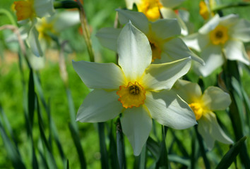 Obraz premium White with yellow daffodils, spring freshness, morning garden, easter flowers 