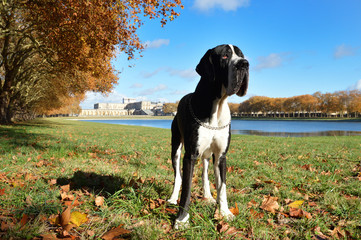 A beautiful Great Dane in a park. Large dog breed or giant dog breed