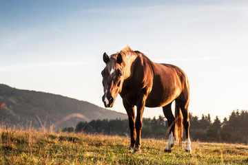 horse in a field