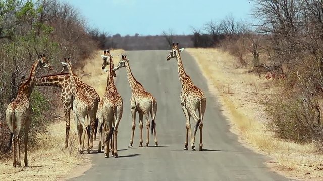 Giraffe in Kruger National park, South Africa