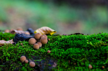 inedible mushrooms in the forest