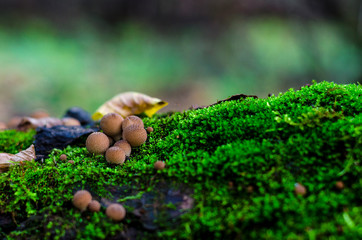 inedible mushrooms in the forest