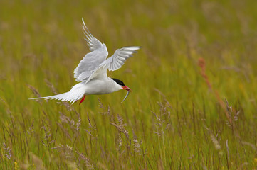 The Arctic Tern, Sterna paradisaea is flying and looking for its chicks to feed them, they nest in typical medow, at the famous Jökulsárlón glacier lake in Iceland