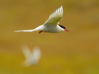 The Arctic Tern, Sterna paradisaea is flying and looking for its chicks to feed them, they nest in typical medow, at the famous Jökulsárlón glacier lake in Iceland
