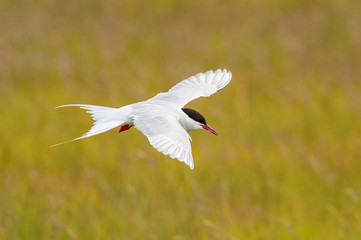 The Arctic Tern, Sterna paradisaea is flying and looking for its chicks to feed them, they nest in typical medow, at the famous Jökulsárlón glacier lake in Iceland