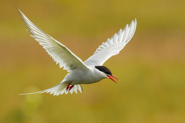 The Arctic Tern, Sterna paradisaea is flying and looking for its chicks to feed them, they nest in...