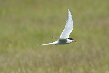 The Arctic Tern, Sterna paradisaea is flying and looking for its chicks to feed them, they nest in typical medow, at the famous Jökulsárlón glacier lake in Iceland