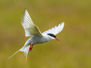 Fototapeta na wymiar The Arctic Tern, Sterna paradisaea is flying and looking for its chicks to feed them, they nest in typical medow, at the famous Jökulsárlón glacier lake in Iceland