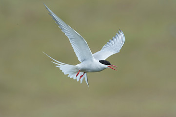 The Arctic Tern, Sterna paradisaea is flying and looking for its chicks to feed them, they nest in typical medow, at the famous Jökulsárlón glacier lake in Iceland