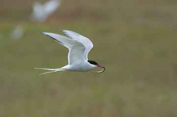 The Arctic Tern, Sterna paradisaea is flying and looking for its chicks to feed them, they nest in typical medow, at the famous Jökulsárlón glacier lake in Iceland