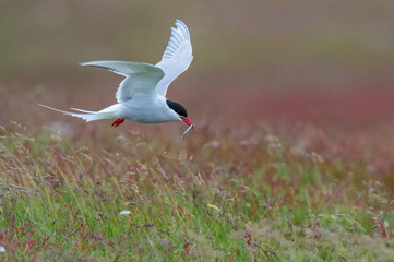 The Arctic Tern, Sterna paradisaea is flying and looking for its chicks to feed them, they nest in typical medow, at the famous Jökulsárlón glacier lake in Iceland
