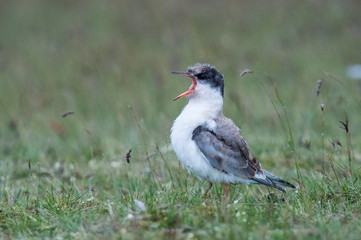 The Arctic Tern, Sterna paradisaea is flying and looking for its chicks to feed them, they nest in typical medow, at the famous Jökulsárlón glacier lake in Iceland
