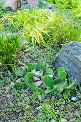 stones and decorative bushes in landscape design