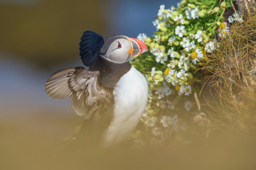The Atlantic puffin, Fratercula arctica is sitting in the grass very clouse to its nesting hole. It is typical nesting habitat in the grass on the high cliffs on the Atlantic coast in Iceland