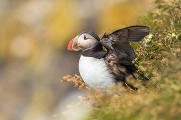The Atlantic puffin, Fratercula arctica is sitting in the grass very clouse to its nesting hole. It is typical nesting habitat in the grass on the high cliffs on the Atlantic coast in Iceland