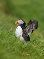The Atlantic puffin, Fratercula arctica is sitting in the green grass very clouse to its nesting hole. It is typical nesting habitat in the grass in small island named Mykines in the Faroe Islands...