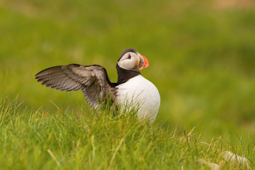 The Atlantic puffin, Fratercula arctica is sitting in the green grass very clouse to its nesting hole. It is typical nesting habitat in the grass in small island named Mykines in the Faroe Islands...